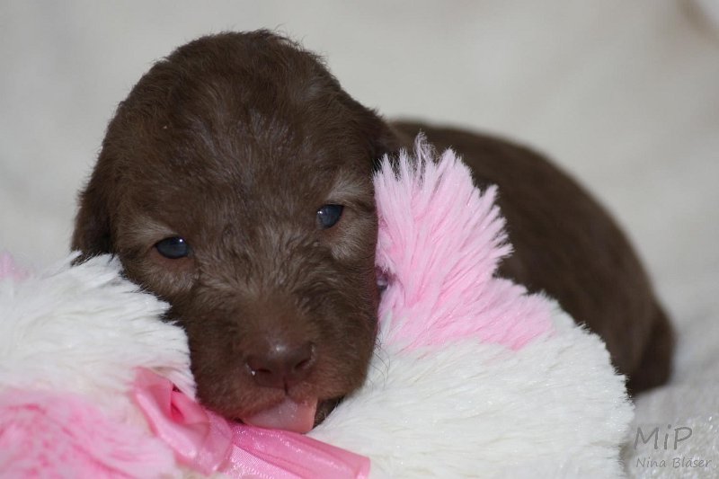 2011-05-15 Puppies Candy & Svet (36).jpg